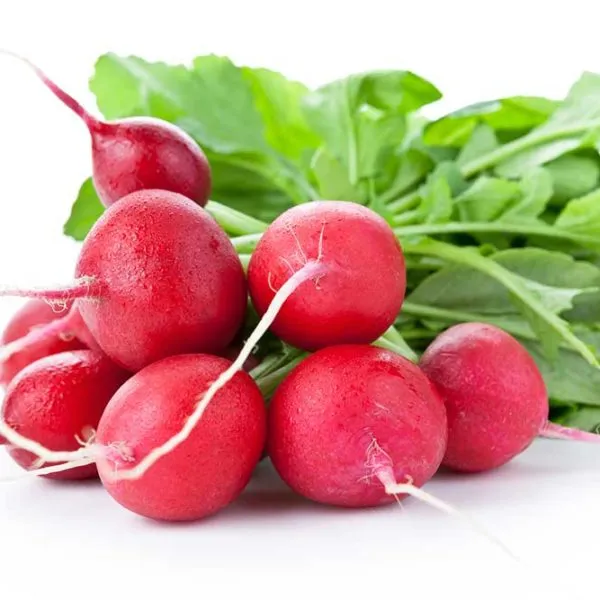 Champion Radish Vegetable Seed