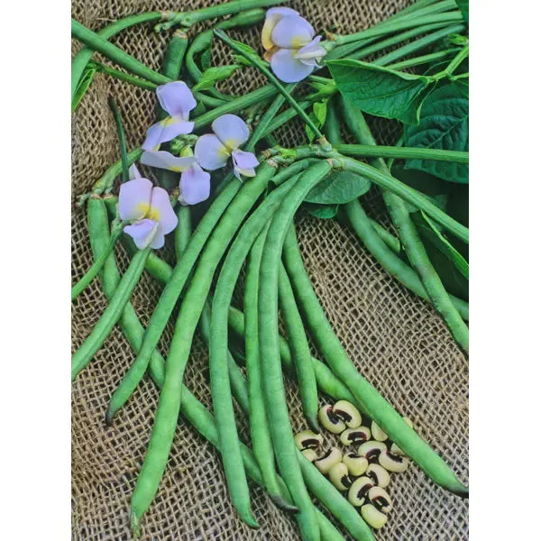 Dixie Lee Cowpea Vegetable Seed